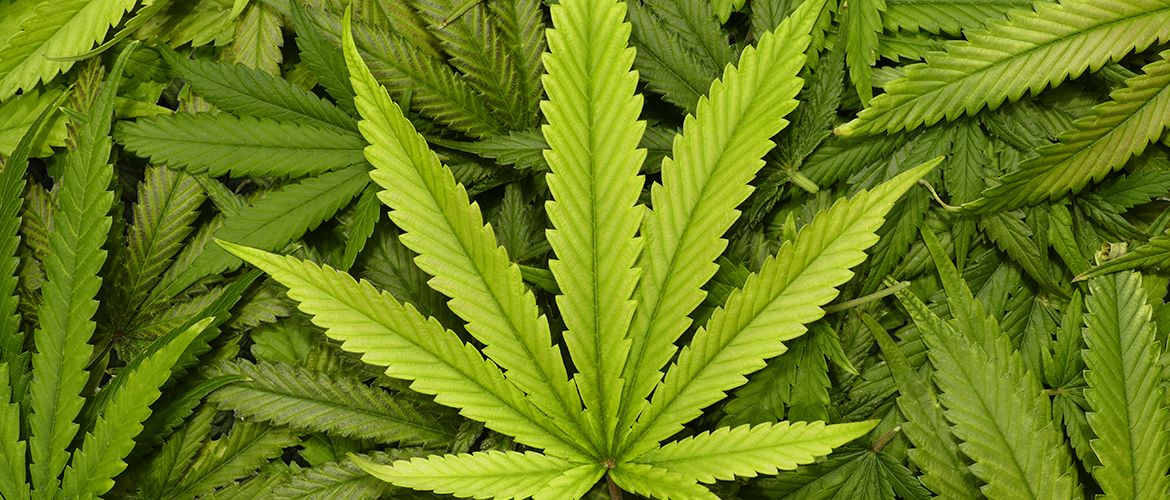 Cannabis-leaves-header_1200x500_0005_iStock-503022286