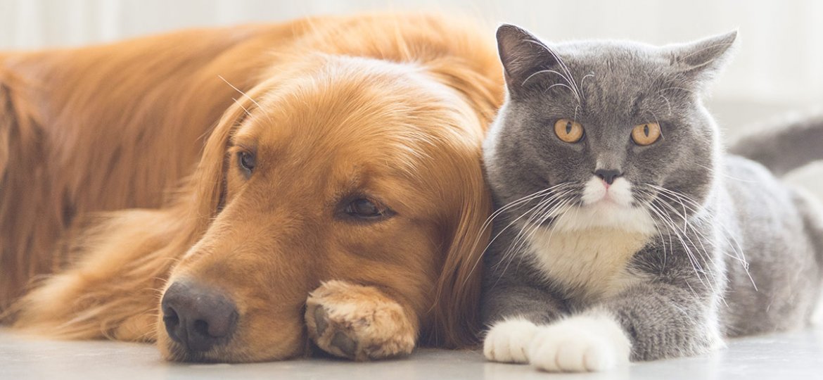 taking-your-pet-5