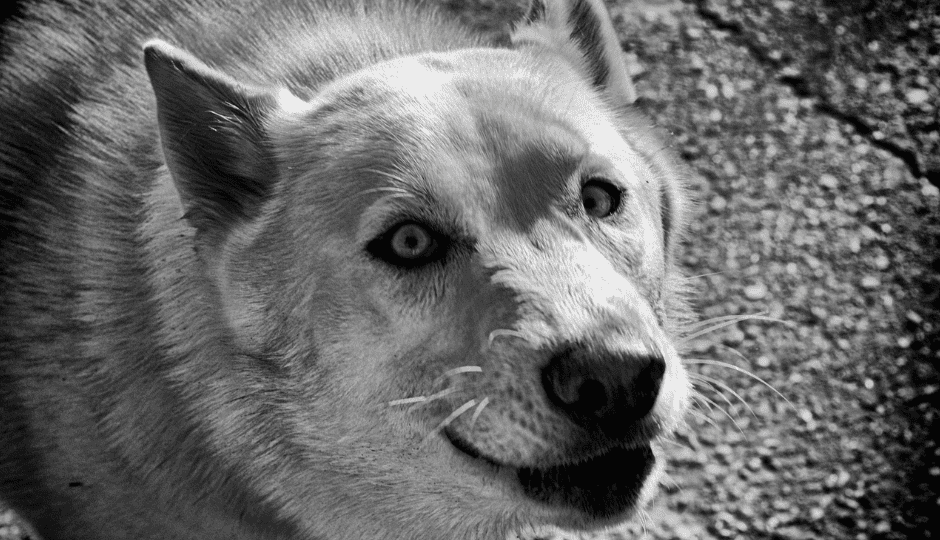 Dog bite Sue